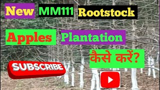 Apple Rootstock MM111 new plantation kaise karen mm111 plantation system trending viralvideo [upl. by El]