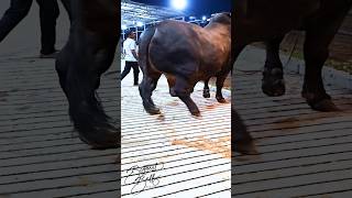 Mighty 1200 kg bull returns to the barn after a display session [upl. by Odraode]