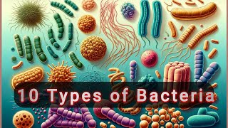 10 types of Bacteria [upl. by Coniah787]