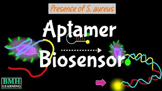 Aptamer Biosensor  Aptamer Based Biosensors  Aptasensors [upl. by Davon795]