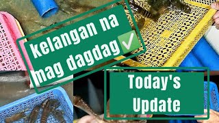 Update in our crayfish journey Business or hobby maski unsa na bsta successful ilabi ng hatching✅ [upl. by Carrew]