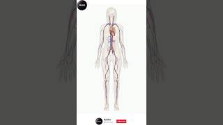 Anatomy of Blood Circulary System blood cardiovascularsystem bloodcirculatorysystem anatomy [upl. by Anwahsar597]