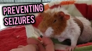 Scottys Animals Nails  Preventing Seizures in Guinea Pigs with Mange [upl. by Htims206]