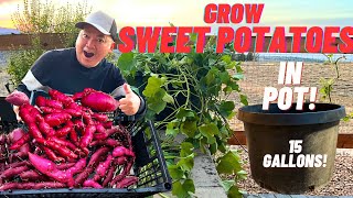 Unbelievable Grow Sweet Potatoes In A Pot It Produces 15 Pounds Of Tubers From Start To Finish [upl. by Rosemari]