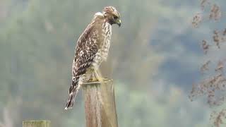 092024 Juv RedShouldered Hawk Kent Wa 0921162 [upl. by Aldrich]