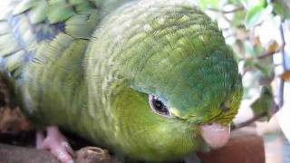 Lineolated Parakeets Linnie Lullaby [upl. by Rheims134]