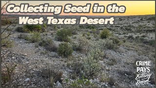 West Texas Desert SeedCollecting [upl. by Enomrej363]