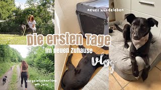 DIE ERSTEN TAGE MIT TIERSCHUTZHUND 🤍  viele neue Eindrücke Bindung aufbauen  Vlog  Kim Jaro [upl. by Clarisse]