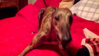 Mosley the greyhound spinning [upl. by Remat]