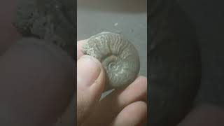 Pyrite Ammonite [upl. by Calisa]