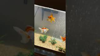 New goldfish food hikari pellets goldfish aquarium friday shorts [upl. by Brendan]