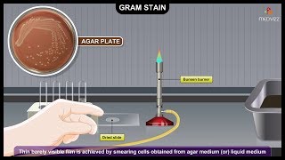 Gram Staining Procedure Animation Microbiology  Principle Procedure Interpretation [upl. by Nodyarb]