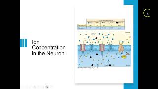 Drugs amp Behavior Neurotransmission [upl. by Keele]