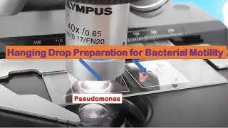 Hanging Drop Method for Bacteria Motility [upl. by Aniraad962]