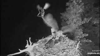 Hog Island Ospreys  A Great Horned Owl GHO Takes Osprey Chick From Nest w SLO MO 72519 [upl. by Dicky]