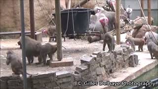 Paviane Kampf  Baboons fighting  Kolner Zoo 2024 [upl. by Iamhaj251]