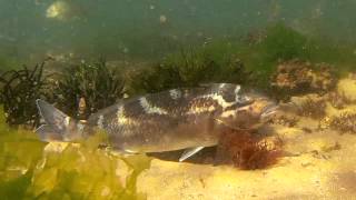 Dusky Morwong Dactylophora nigricans [upl. by Ahsya]