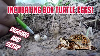 Three Toed Box turtle eggs  Digging up and Incubating Shane Williams Outdoors [upl. by Beebe]