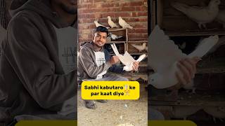 Sabhi kabutaro🕊️ ke par kaat diye✂️ petlover minivlog pigeonvlogger pigeon kabutarvlog birds [upl. by Gresham]