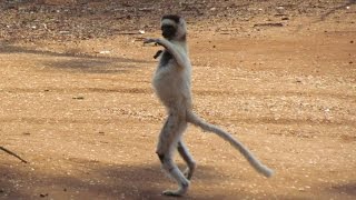 Dancing Lemurs Verreauxs Sifaka of Madagascar [upl. by Erminie]