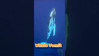 Why Whale vomit valuable🫢shortsfeeds [upl. by Anivol]