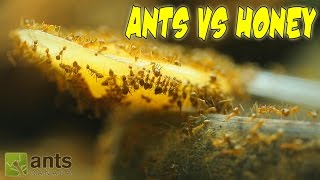 Ants vs Honey  An Update on My Ant Colonies [upl. by Neret]