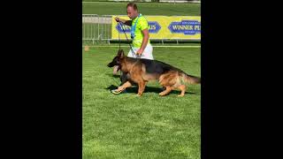 V5 L’orange di Casa Beggiato  BSZS 2023  Working males  GHKR bszs dog gsd bszs2023 sv [upl. by Mechelle]