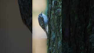 Tree Creeper Climbing Tree bird wildlife nature treecreeper tree cute lovely pretty HA72559 [upl. by Pompei]