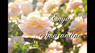 ふわふ和訳：Amarantine  Enya [upl. by Britni585]