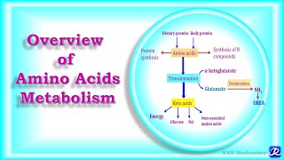 2 Overview of Amino Acids Metabolism  Amino Acid Metabolism  Biochemistry NJOY Biochemistry [upl. by Novj]