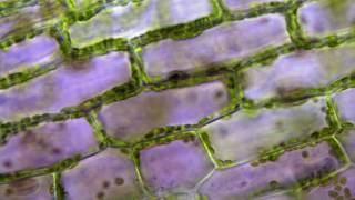 Cyclose Chloroplastes [upl. by Troxell]