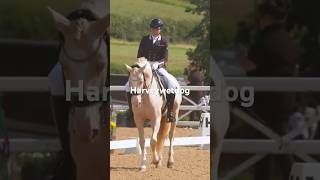 Amazing Lusitano stallion at Hartpury horse dressage lusitano lusitanohorse [upl. by Nagiam73]