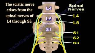 Sciatic Nerve  Anatomy  3D animation  Everything You Need To Know  Dr Nabil Ebraheim [upl. by Bradway]