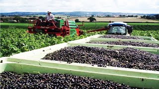 Awesome Black Fruit Cultivation  Blackcurrant Farming and Harvest  Blackcurrant processing [upl. by Ennairek]