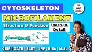 CYTOSKELETON  MICROFILAMENT or ACTIN FILAMENTS Structure amp function  MSc Classes  Cell Biology [upl. by Cramer]