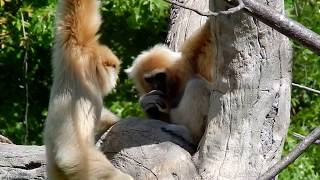 White handed Gibbon family What is baby going to do Baby full of energy [upl. by Denison]