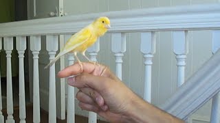 Canary singing on my hand [upl. by Erodavlas553]