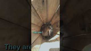 AWAWA The hyrax sound is so cute [upl. by Enomys]