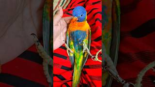 Rainbow lorikeet care birds lorikeet parrot care lorikeetparrot shorts shortsviral [upl. by Gibbeon]