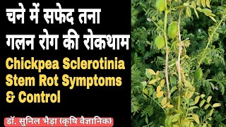 चने में सफेद तना गलन रोग कैसे कंट्रोल करें  Chickpea Sclerotinia Stem Rot Symptoms amp Control [upl. by Norrahc]