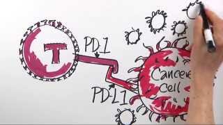 How is Immunotherapy Used to Fight Cancer  DanaFarber Cancer Institute  Science Illustrated [upl. by Akimas]