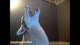 Siberian Husky Howling Compilation [upl. by Sally117]