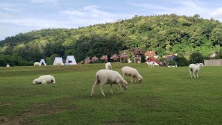 Merino Sheep Farm [upl. by Idoj8]