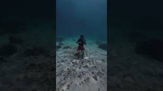 freediver foryou foryoupage clips [upl. by Nannoc]