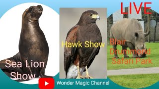 live sea lion show hawk Show [upl. by Oicaroh]