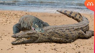 DRAGÃO DE KOMODO vs CROCODILO  QUEM VENCE  Komodo dragon vs salt water crocodile fight real [upl. by Anderer]