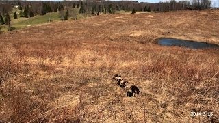 Skyviews Beagles amp Heartlands Kennel Training Northern WV Beagle Club [upl. by Reppart562]