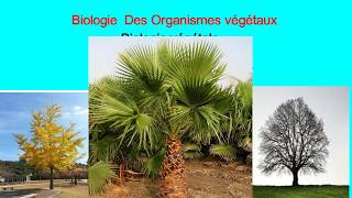 Biologie végétale les cormophytes [upl. by Lenoyl]