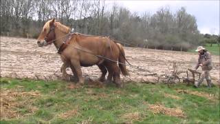 EQUITRACTION labour au brabant traction animale [upl. by Nostaw621]