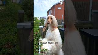 Afghan Hound 🐶 The Beauty Icon of Dogs [upl. by Derk]